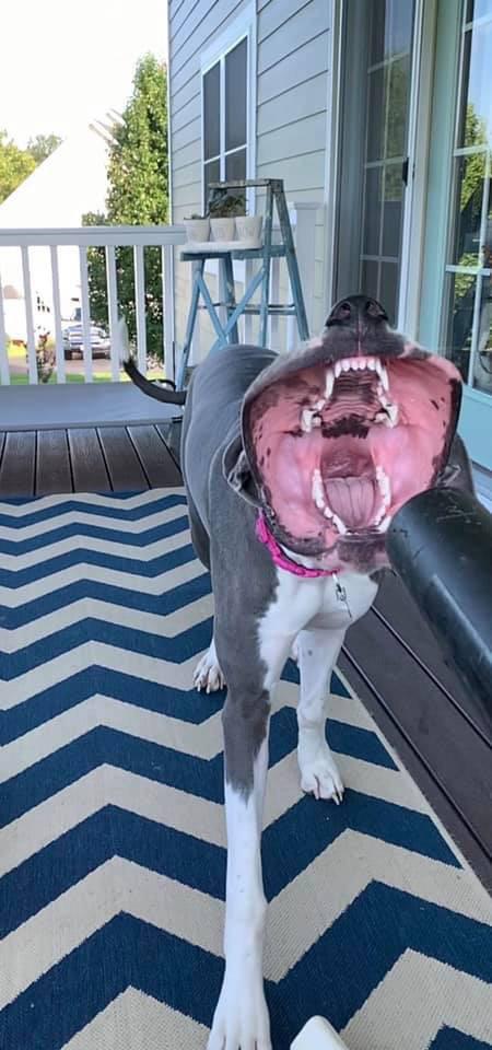 リーフブロワーの風を受け止めた犬に関連した画像-02