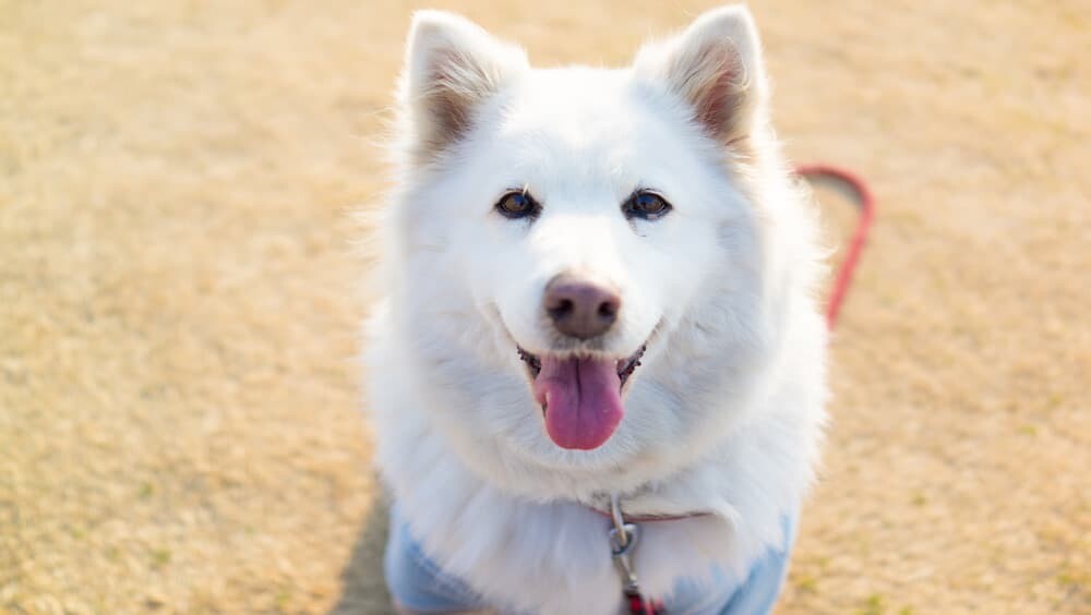 犬 犬が可愛い理由 表情筋 速筋線維
