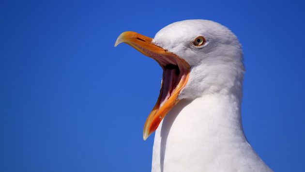 カモメ　イギリス　マクドナルド