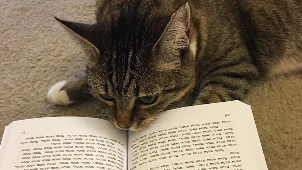 猫 ネコ Meow 猫語 サム・オースティン
