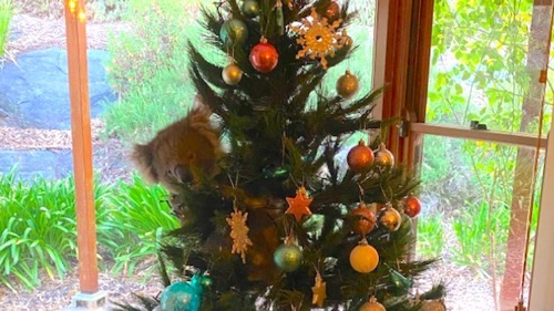 南オーストラリア州 コアラ クリスマスツリーに関連した画像-01