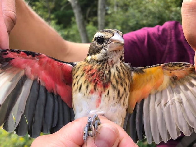 ムネアカイカル アメリカ 鳥 雌雄モザイク