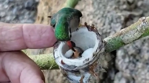 ハチドリ ヒナ 蜂鳥