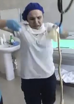 ロシア ヘビ ダゲスタン