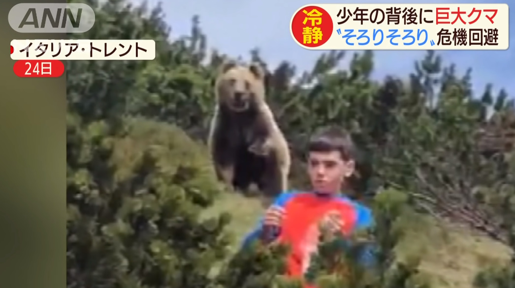 イタリア 熊 クマに関連した画像-03