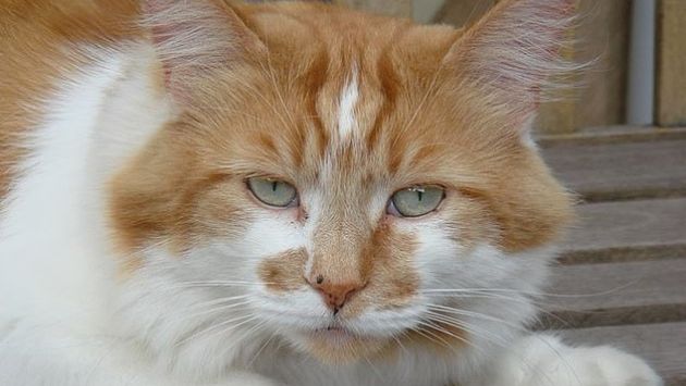 猫 長寿 メインクーンに関連した画像-01