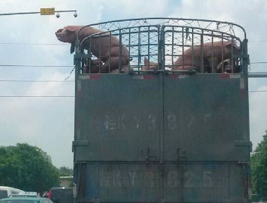 豚、空を飛ぶ(中国)に関連した画像-02