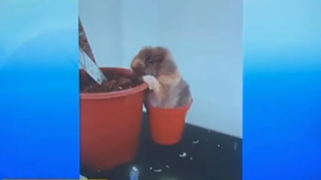 イギリス うさぎ 耳に関連した画像-05