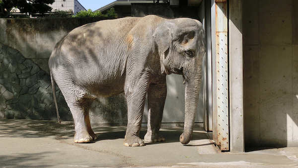 井の頭動物園のゾウ「はな子」の飼育環境が劣悪に関連した画像-01