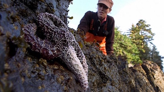 アメリカで自殺するヒトデが急増に関連した画像-01