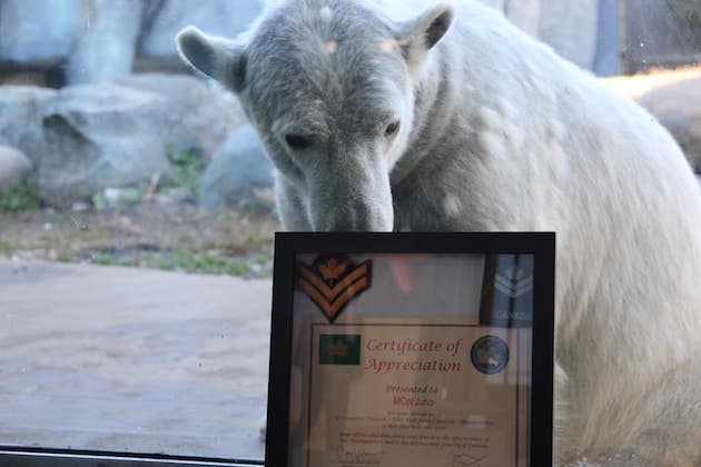 ホッキョクグマ カナダ陸軍 名誉上級伍長 トロント動物園