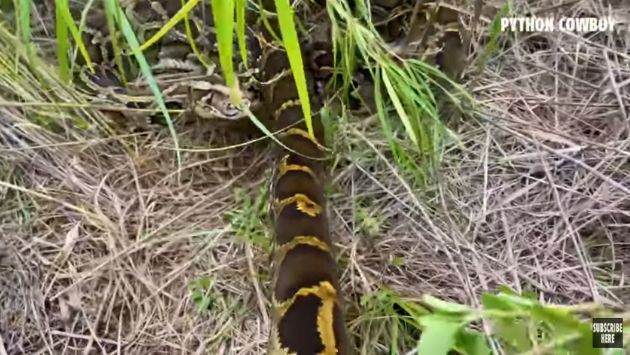 フロリダ　ニシキヘビ　巨大に関連した画像-03