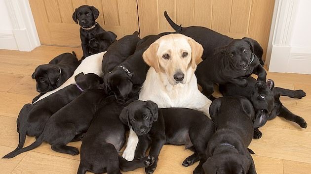 イギリス　子犬　ブラックに関連した画像-01