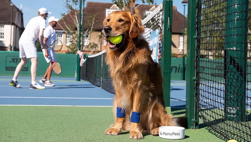 ウィンブルドン イギリス 犬 ボールパーソン テニス