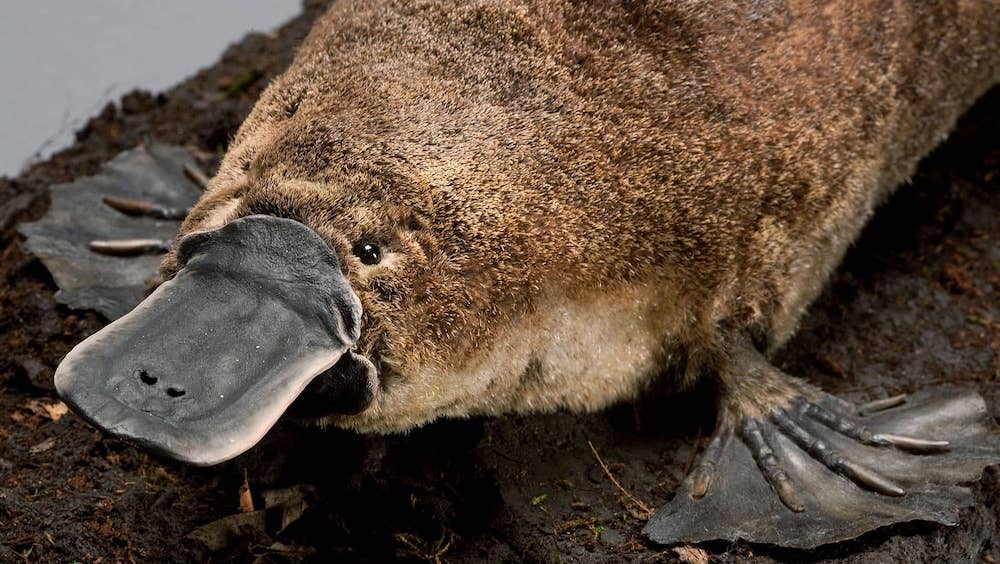 カモノハシ　ゲノム解析　遺伝子