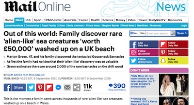 イギリス 浜辺 貝に関連した画像-02