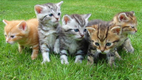 イギリス 可愛い動物 不安に関連した画像-01