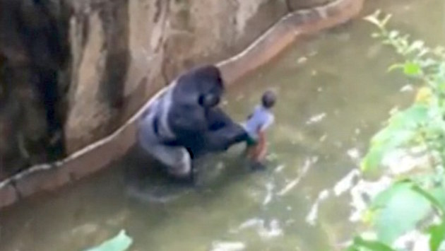 ニシローランドゴリラの「ハランべ」に関連した画像-02