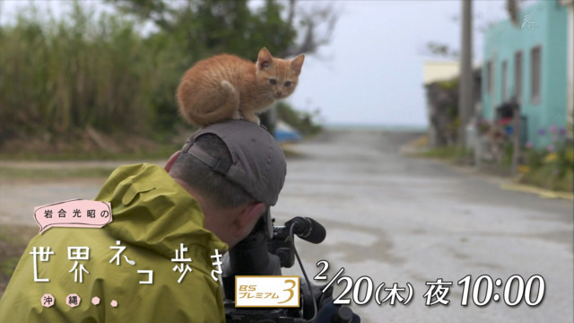 岩合光昭の世界ネコ歩き「沖縄」に関連した画像-01
