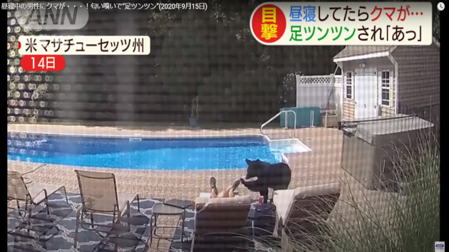 アメリカ クマ 昼寝