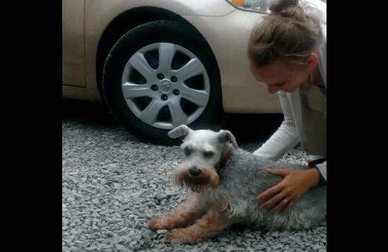 2年ぶりに家族と再会した犬が嬉しさのあまり気絶に関連した画像-01