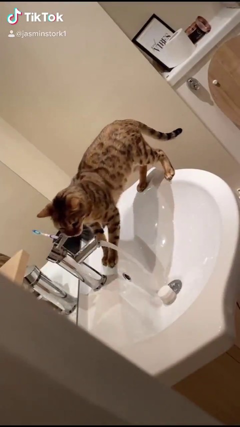 イギリス ネコ イタズラ