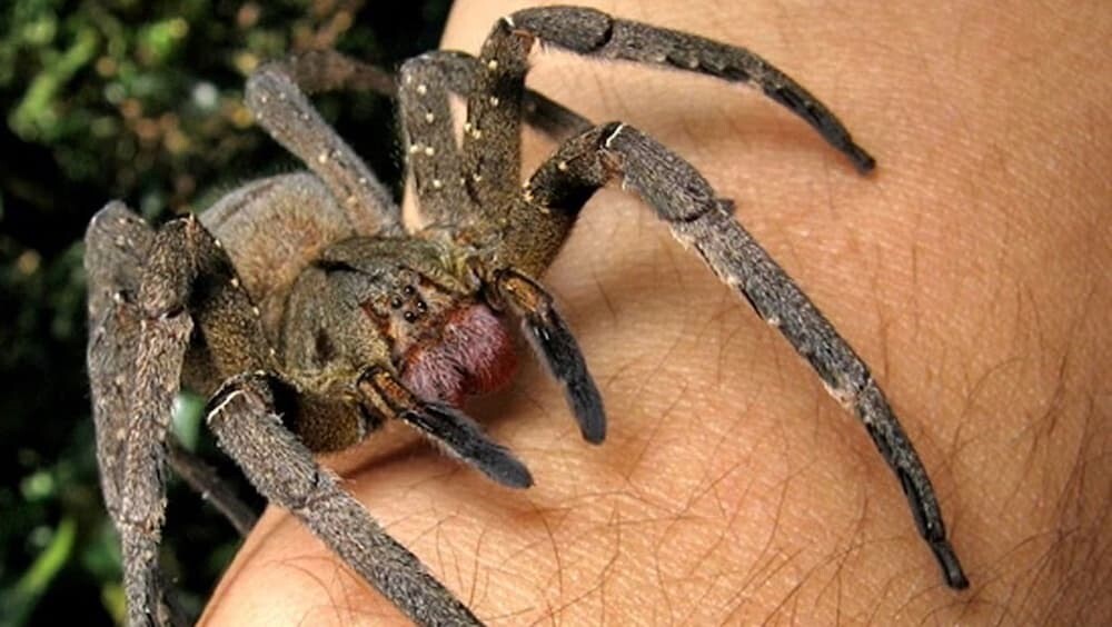 オーストリア 毒グモ ブラジルドクシボグモ
