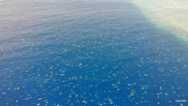 オーストラリア ウミガメ ドローンに関連した画像-01