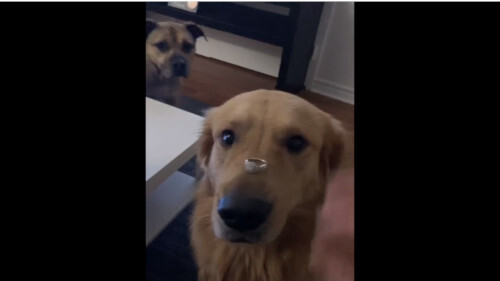 犬 動画 婚約指輪に関連した画像-01
