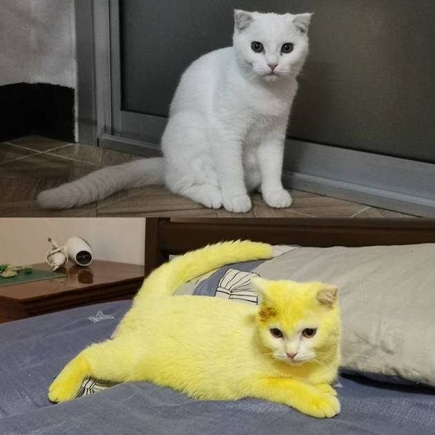 タイ 猫 ピカチュウ