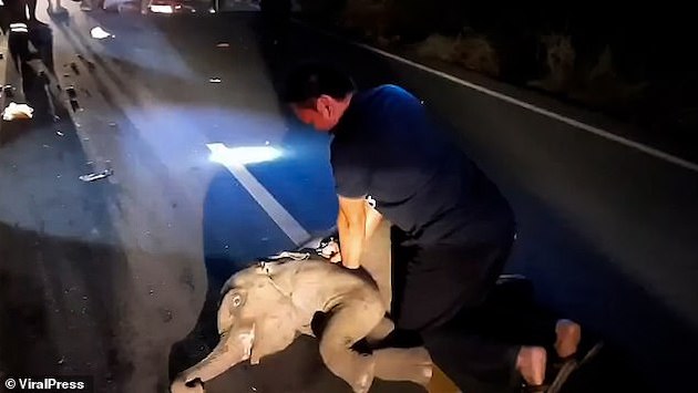 タイ　ゾウ　象　心臓マッサージ　心肺蘇生法　CPR　バイク事故