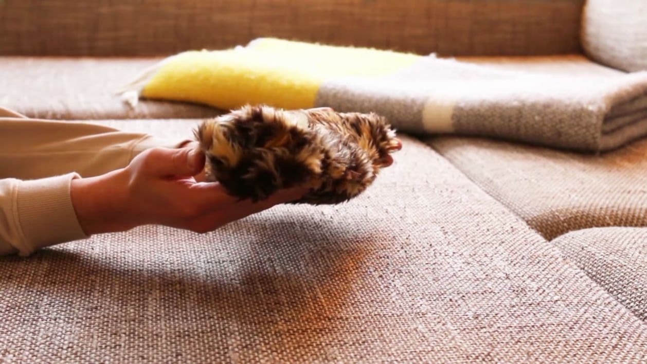 フラットキャット 猫 ロボット