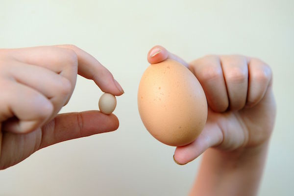 世界最小と見られる「ニワトリの卵」に関連した画像-04