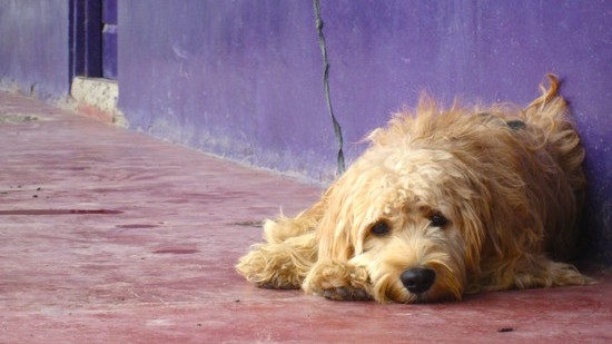 置いてけぼりを食らった犬のギネス君に関連した画像-01