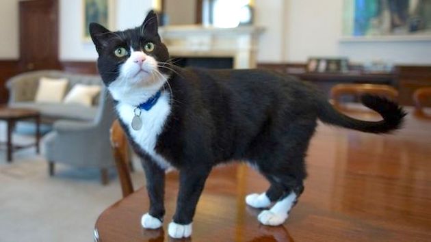 パーマストン 猫 イギリス ネズミ捕獲長