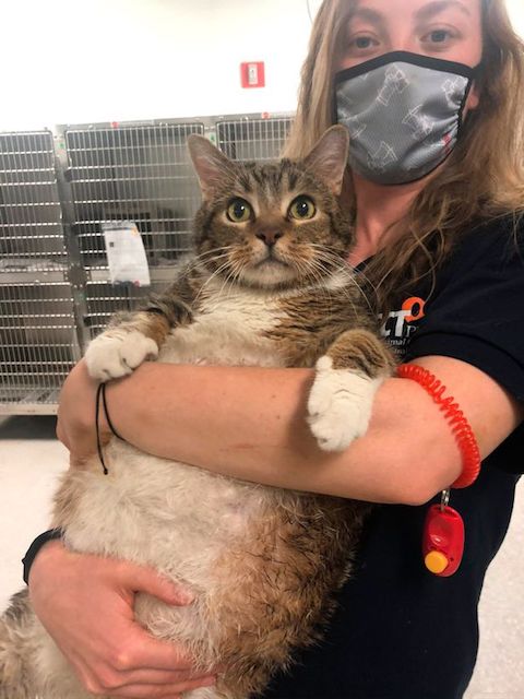 ラザニア デブ猫 ネコ アメリカ