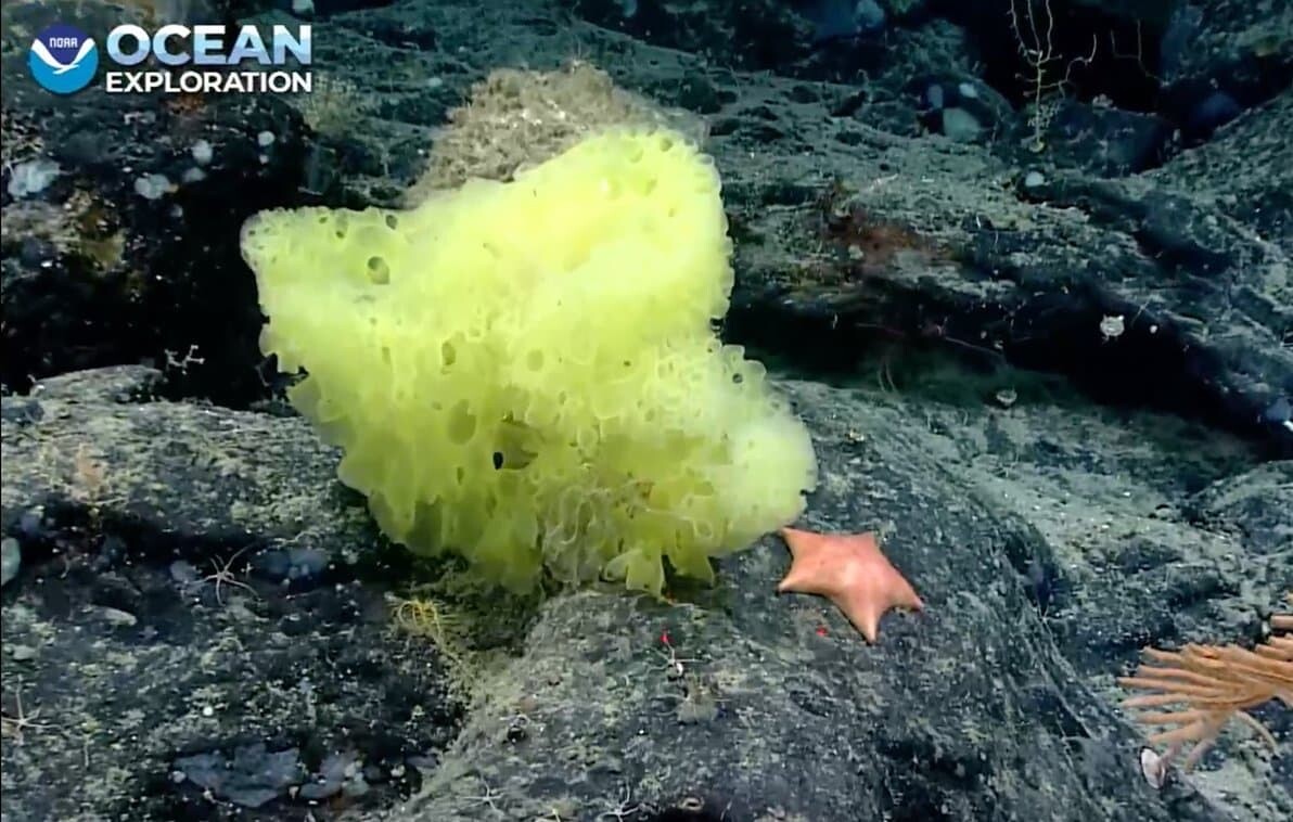 スポンジ・ボブ パトリック・スター 海綿動物 ヒトデ アメリカ海洋大気庁