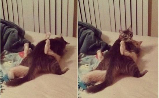 「え?なんで急に帰ってきたの!」と言いたげな猫の画像に関連した画像-09