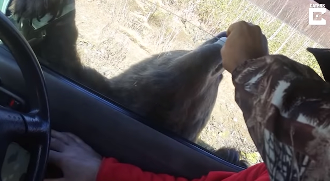 ロシア 熊 動画 餌付けに関連した画像-04