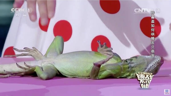 動物を次々と催眠術にかけていく中国の天才少女に関連した画像-04