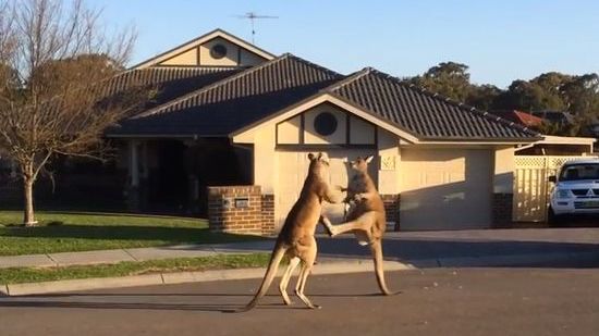 野生のカンガルーが喧嘩に関連した画像-01