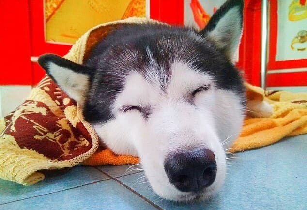強盗 タイ 犬