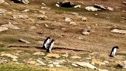 仲間を見失ったペンギン 間違えて別の群れについていくと小っ恥ずかしい結末にｗｗｗｗｗｗ ユルクヤル 外国人から見た世界