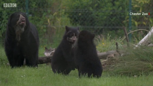 英国 メガネグマに関連した画像-03