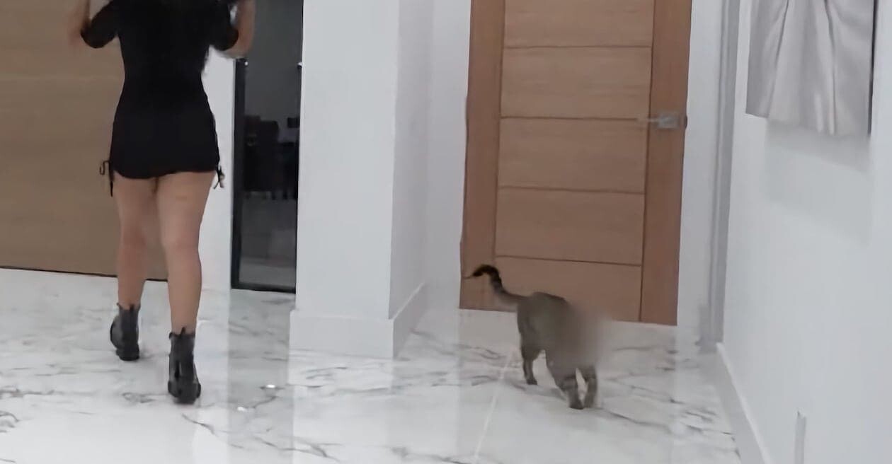 猫 ネコ モザイク