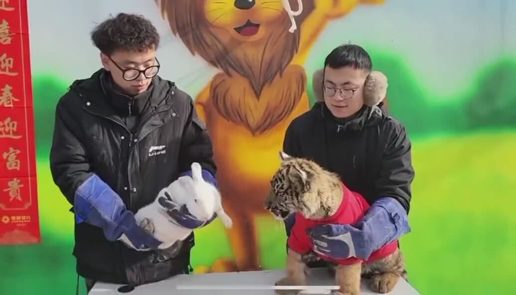 中国 動物園 ウサギ トラ 春節 旧正月