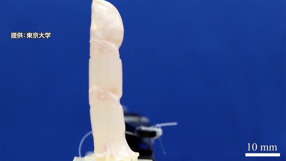 指型ロボット 培養皮膚 東京大学 生きた皮膚