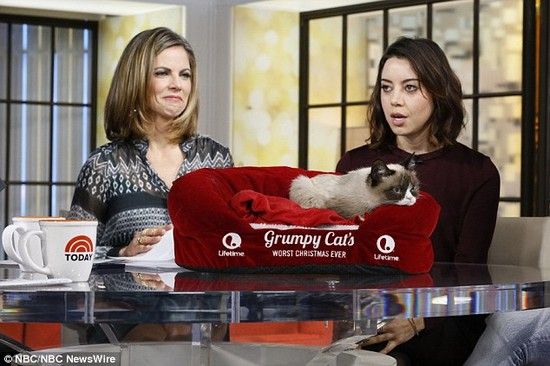 飼い主 ネコの動画を投稿したら 120億円も稼いでくれたわwwwwww ユルクヤル 外国人から見た世界