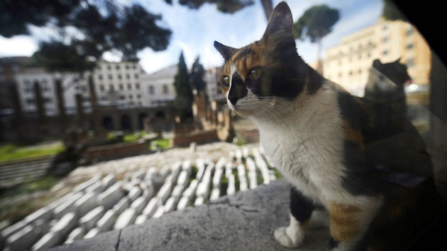 ローマ市内に５０万匹のネコを放つに関連した画像-03