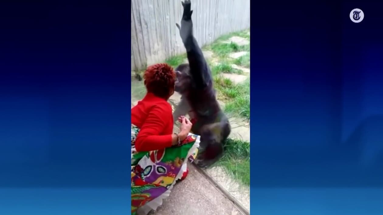 ベルギー 動物園 チンパンジー